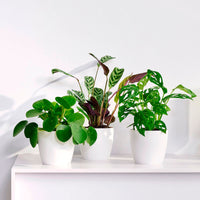 3x Plantes d'intérieur à la mode - Mélange incl. cache-pots blancs