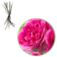 Rosier multiflore Rosa 'Deutsche Welle' violet - Plants à racines nues