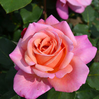 Rosier à grandes fleurs Rosa 'Myveta'® Rose-Orangé  - Plants à racines nues