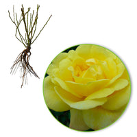 Rosier grimpant Rosa 'China Town' jaune - Plants à racines nues