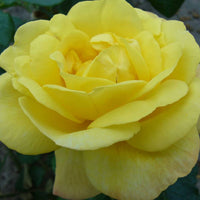Rosier grimpant Rosa 'China Town' jaune - Plants à racines nues
