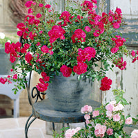 3x Rosier couvre-sol  Rosa 'Fairy Dance'® Rouge  - Plants à racines nues