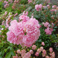 Rosier couvre-sol 'Rosa'  'The Fairy'® Rose  - Plants à racines nues