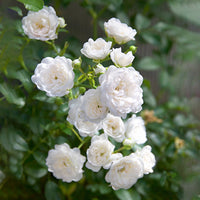 3x Rosier couvre-sol  Rosa 'Crystal Fairy'® Blanc  - Plants à racines nues
