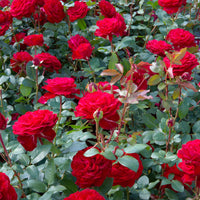 3x Rosier à grandes fleurs Rosa 'Störtebeker'® Rouge  - Plants à racines nues