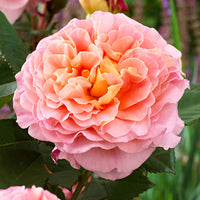 3x Rosier à grandes fleurs  Rosa 'Augusta Luise'® Orangé-Rose  - Plants à racines nues