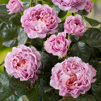 3x Rosier à grandes fleurs  Rosa 'Eisvogel'® Rose  - Plants à racines nues