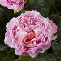 3x Rosier à grandes fleurs  Rosa 'Eisvogel'® Rose  - Plants à racines nues