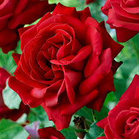 Rosier à grandes fleurs Rosa 'Dame De Coeur'® Rouge  - Plants à racines nues