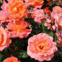3x Rosier à grandes fleurs  Rosa 'Augusta Luise'® Orangé-Rose  - Plants à racines nues