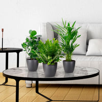 3x Plantes d'intérieur purificatrices d'air - Mix Medium avec pots décoratifs anthracite - Idée cadeau