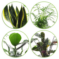 4x Plantes d'intérieur faciles - Mélange incl. cache-pots anthracites