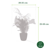 4x Plantes d'intérieur faciles - Mélange incl. cache-pots anthracites