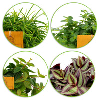 4x Plantes d'intérieur suspendues - Mélange incl. cache-pots anthracites et suspension