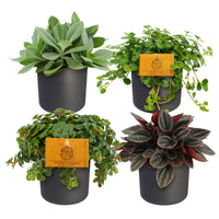 4x Plantes d'intérieur tendance - Mélange incl. cache-pots anthracites