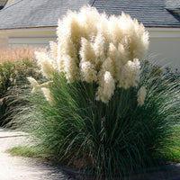 Herbe de la pampa Cortaderia 'Evita' blanc