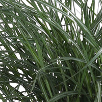 Roseau de Chine Miscanthus 'Yakushima Dwarf' blanc-marron