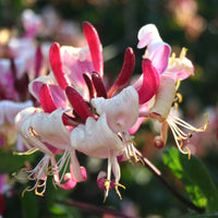 Chèvrefeuille Lonicera 'Imperial' rouge-blanc