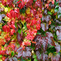 Vigne vierge Parthenocissus 'Engelmannii' rouge