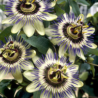 Passiflore Passiflora 'Damsels Delight' violet
