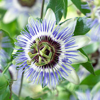Passiflore Passiflora 'Damsels Delight' violet