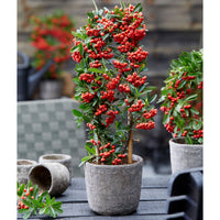 Buisson ardent Pyracantha 'Red Star' rouge