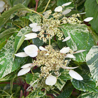 Hortensia grimpant du Japon Schizophragma 'Burst of Light' blanc