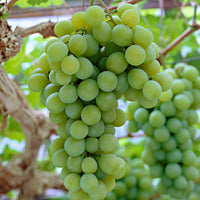 Vigne Vitis 'Centennial Seedless' Blanc - Bio