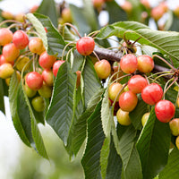 Cerisier nain Prunus avium 'Bigarreau Napoléon' Vert-Rouge-Blanc - Bio