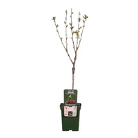 Cerisier nain Prunus avium 'Bigarreau Napoléon' Vert-Rouge-Blanc - Bio