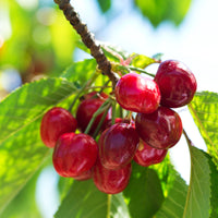 Cerisier nain Prunus avium 'Regina' Vert-Rouge-Blanc - Bio