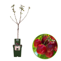 Cerisier nain Prunus avium 'Regina' Vert-Rouge-Blanc - Bio