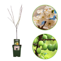 Prunier Prunus domestica 'Reine-claude Vert' - Bio