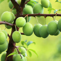 Prunier Prunus domestica 'Reine-claude Vert' - Bio