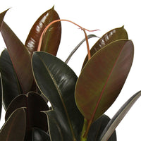 Arbre à caoutchouc Ficus elastica 'Melanie'