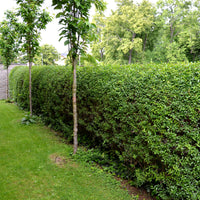 Troène de Californie Ligustrum ovalifolium
