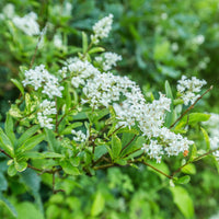 Troène de Californie Ligustrum ovalifolium