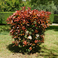Photinia 'Red Robin'