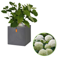 Hortensia Hydrangea 'Strong Annabelle' Blanc incl. Pot Capi Urban smooth gris