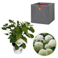 Hortensia Hydrangea 'Strong Annabelle' Blanc incl. Pot Capi Urban smooth gris