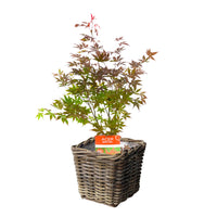 Érable du Japon Acer palmatum 'Atropurpureum' incl. Panier carré en rotin