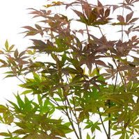 Érable du Japon Acer palmatum 'Atropurpureum' incl. Pot Elho Loft urban rond gris