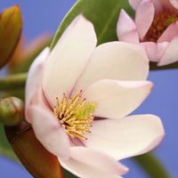 Magnolia Michelia hybride 'Fairy Magnolia Blush' incl. Pot Artstone Bola noir