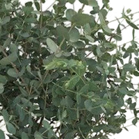 Gommier Eucalyptus gunnii 'Azura' incl. Panier carré en rotin