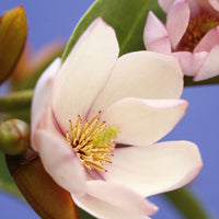 Magnolia Michelia hybride 'Fairy Magnolia Blush' incl. Elho Loft urban blanc