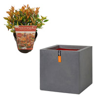 3x Photinia Photinia x fraseri 'Chico' incl. Pot Capi Urban smooth gris