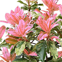 Photinia Photinia serratifolia 'Pink Crispy' incl. Pot Elho Vibia campana gris