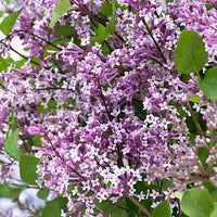 Syringa Bloomerang® 'Dark Purple' Violet avec pot décoratif