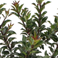 Houx bleu Ilex meserveae 'Gentle' incl. Panier carré en rotin