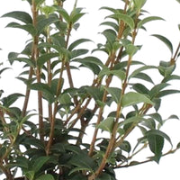 Osmanthe à feuilles de houx Osmanthus delavayi 'Perfume of Nature' incl. Elho Greenville noir